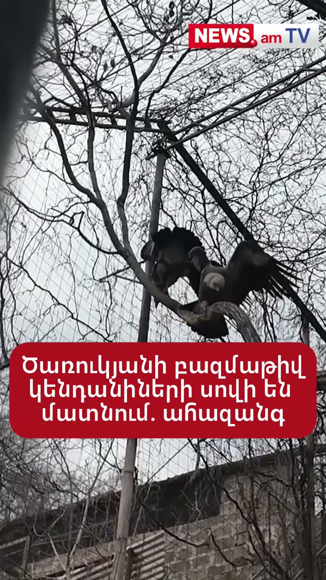 Ծառուկյանի բազմաթիվ կենդանիների սովի են մատնում. ահազանգ