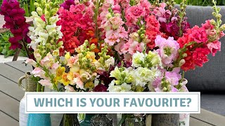 Huge Snapdragon Tour And Variety Comparison // Cottoverdi