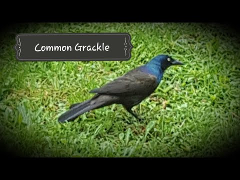 Common Grackle