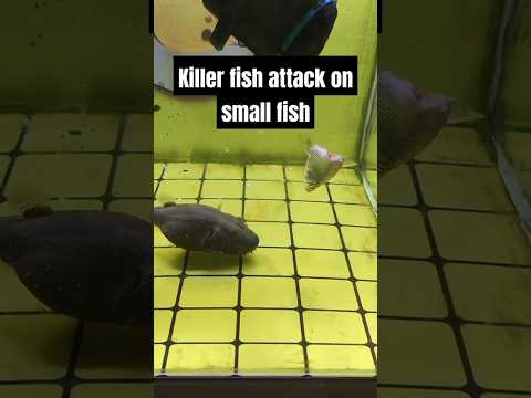 Killer fish attack on small fish #killerfish #fishing #fishattack #aquariumfishfarming