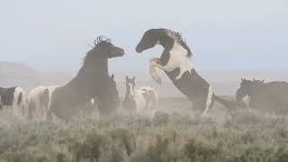 Vicente Fernández- le pusieron 7 leguas