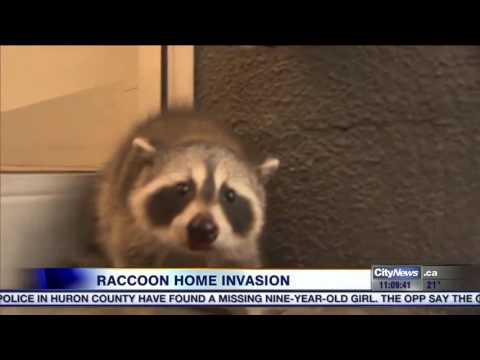 Raccoon Home Invasion on City News Toronto
