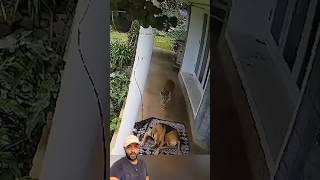 Leopardo foi no caramelo errado | O Dono tava esperto 😱