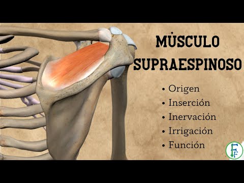 Maguito Rotador | Musculo Supraespinoso