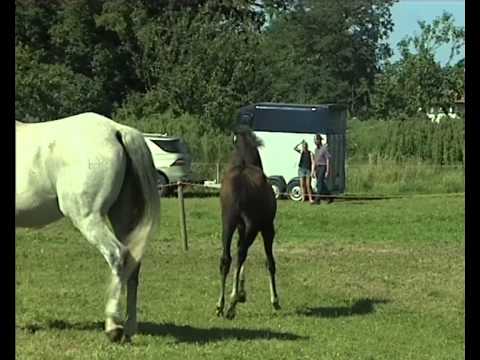 Stutfohlen von Stakkato - Concept - Calido I - Landgraf I