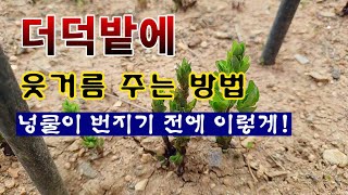 [텃밭농부 1,831]  2~3년차 더덕 밭에 웃거름 주는 방법. #더덕재배
