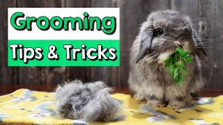 Rabbit Grooming Tips & Tricks