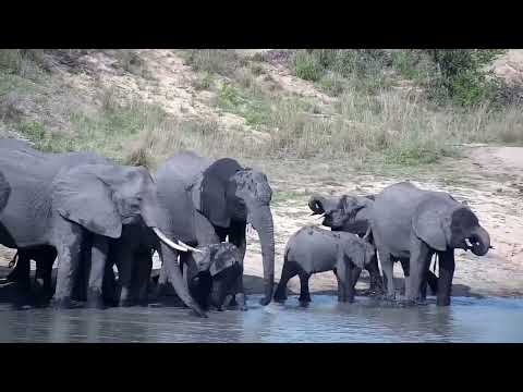 Djuma: Elephant herd gets a quick drink at the dam - 15:34 - 10/29/2022