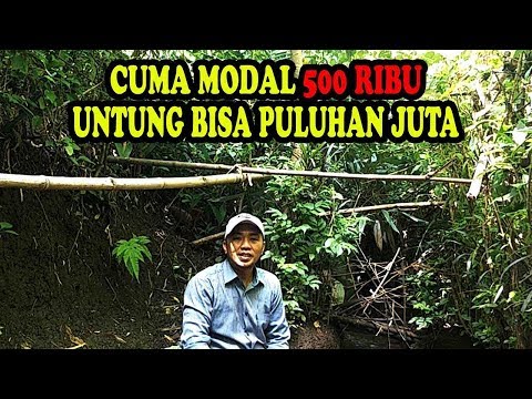 download lagu mp3 mp4 Tips Petani Kaya, download lagu Tips Petani Kaya gratis, unduh video klip Tips Petani Kaya