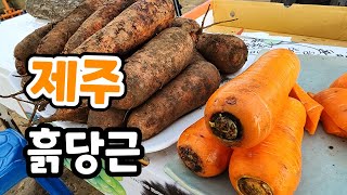제주 흙당근 100박스 한정 저령한 가격 실시간 생방송