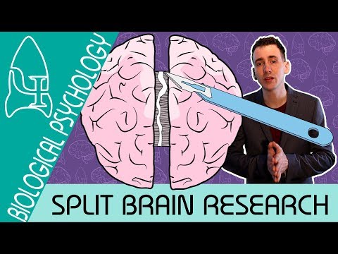 8 Split brain research