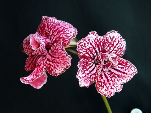 Streptocarpus & Pelargonium