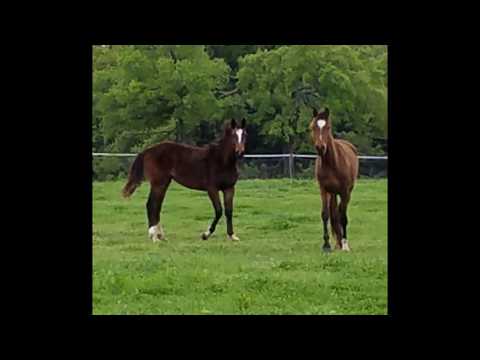 Indigo LCR 2016 Holsteiner Filly