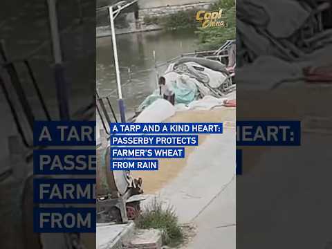 A tarp and a kind heart: Passerby protects farmer's wheat from rain