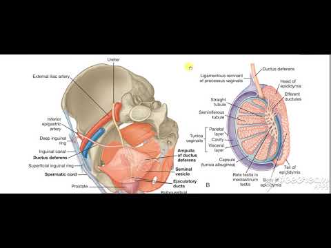 Urinary bladder apex relations