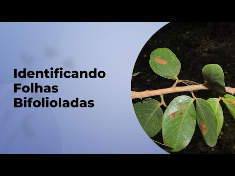 COMO IDENTIFICAR FOLHAS BIFOLIOLADAS?