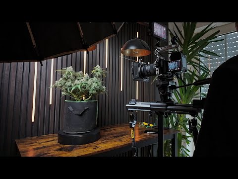 My Cannabis Grow Day 82 - Cinematic Shots & Ice Water Watering, Bro Science! | Purple Skunk