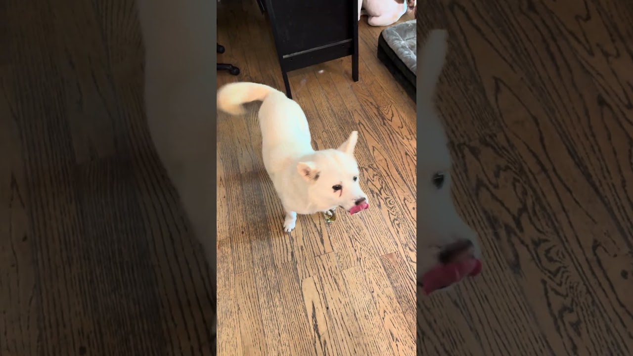 Enlarge Haetban, a Adoptable Jindo in Northbrook, IL video 6/6