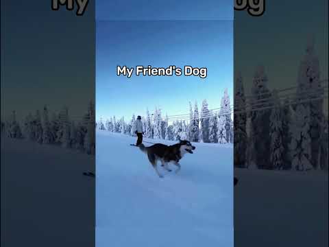 #funny #dogs #pet #dogscats#dogshorts #dog#doglover#doglife