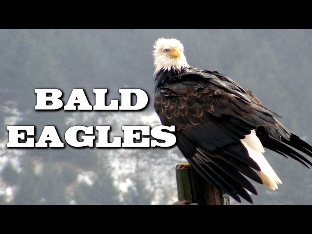 Videouttalande av Eagle Engelska