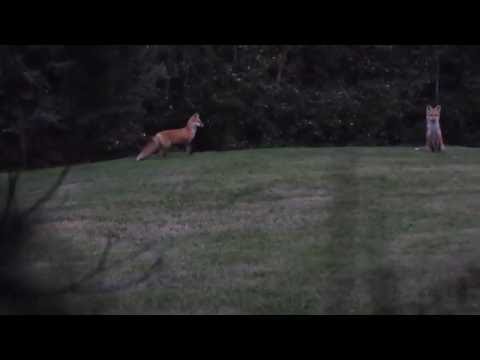 Red Fox Barking