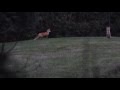 Red Fox Barking