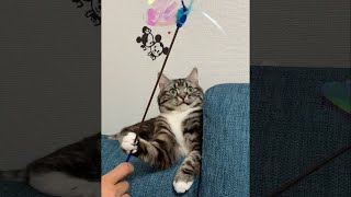 #Shorts 横着選手権 にゃんこ代表 足長マンチカン まる Munchkin cat
