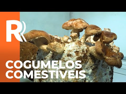 Produção de cogumelos em Tijucas do Sul fortalece a agricultura regional