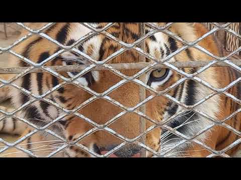 Bangal Tiger in Saudi Arabia