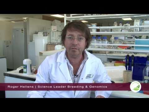 Finding the molecular answer to Mendel's pea colour experiments