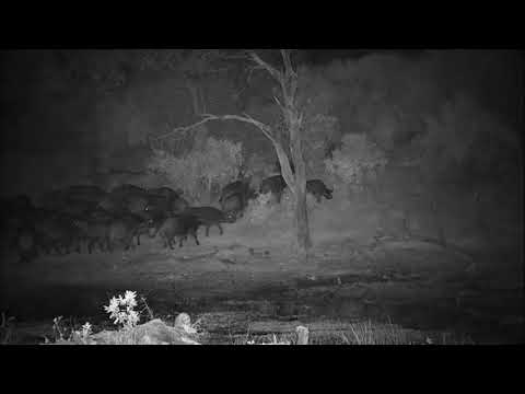 Djuma: Lion-S8 Male lion runs out at Buffalo herd (longer version) - 00:20 - 07/15/2022