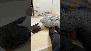 今年もこの季節がやってきた！寒くて潜り込むフレブルがこちら