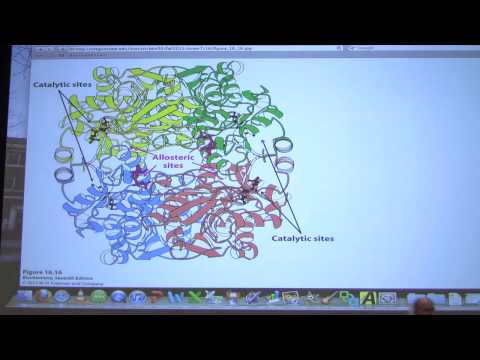 #23 Biochemistry Glycolysis III Lecture for Kevin Ahern's BB 450/550
