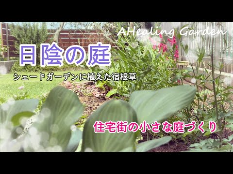 肺の太陽または日陰