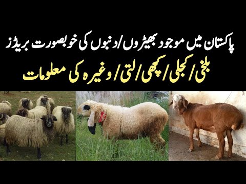 , title : '13 Beautiful Sheep and Dunba Breeds of Pakistan | Famous Sheep and Dumba Breeds | Livestock Farming'