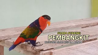 Download lagu Burung nuri TENANG langsung bergerak, burung nuri MALAS berbunyi keras dan lantang@nurimenarik4059 mp3 Download lagu Burung nuri TENANG langsung bergerak, burung nuri MALAS berbunyi keras dan lantang@nurimenarik4059 mp3