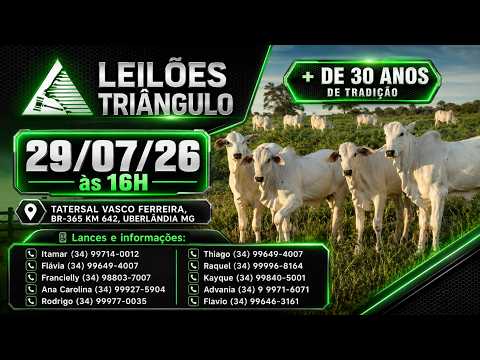 🔥 AO VIVO: LEILÕES TRIANGULO :: 29/07/26 - UBERLANDIA MG