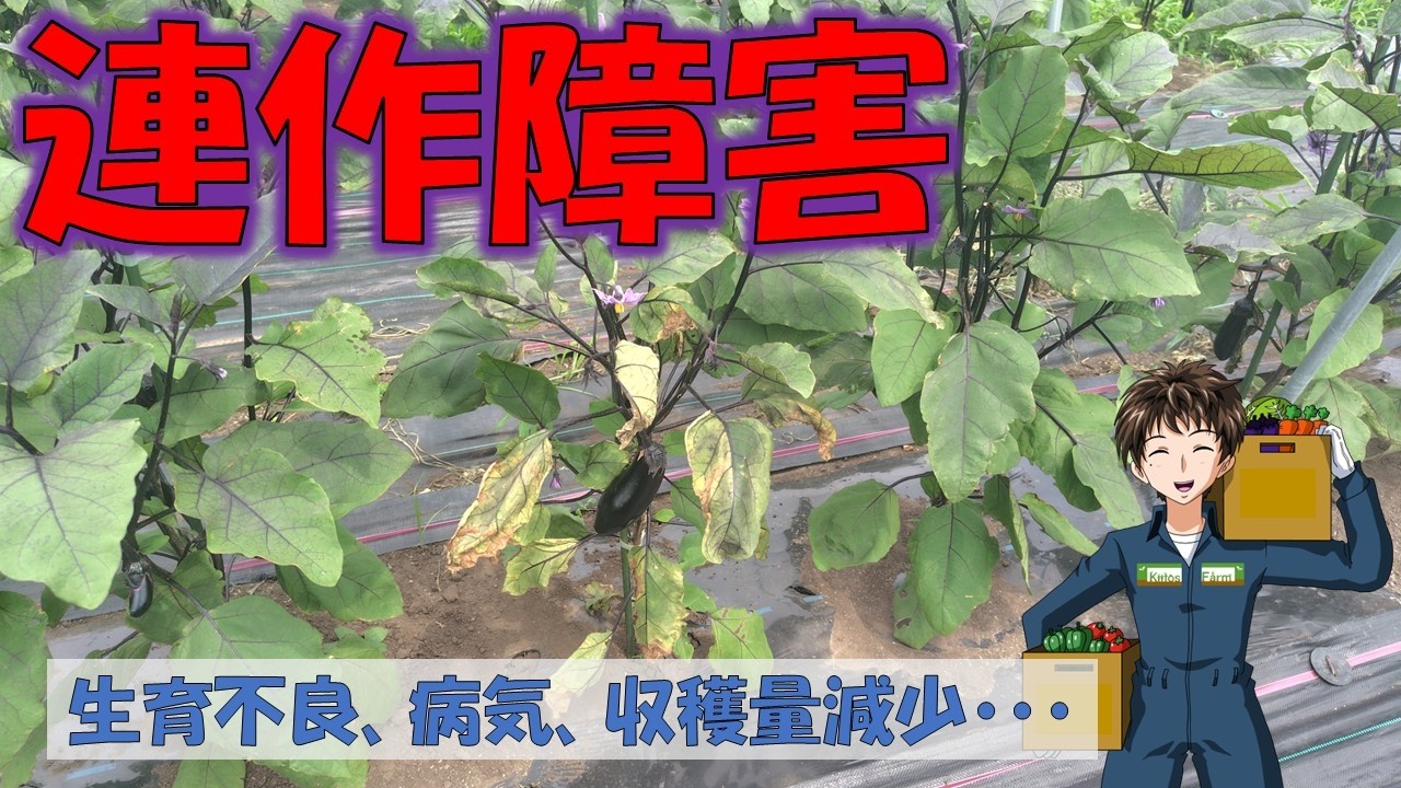 【連作障害】ナス科、ウリ科、マメ科は要注意です。