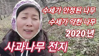 [사과재배방법]  사과나무 전지하는방법  수세가 약한나무