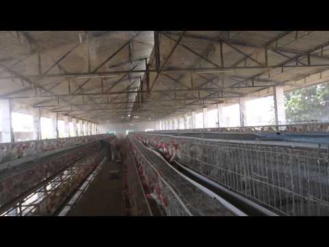 Fogging System (For Your Poultry Farm)