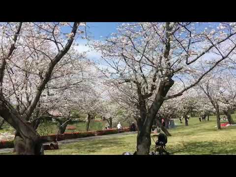 KAGOSHIMA SAKURA OHANAMI at Yoshino Park