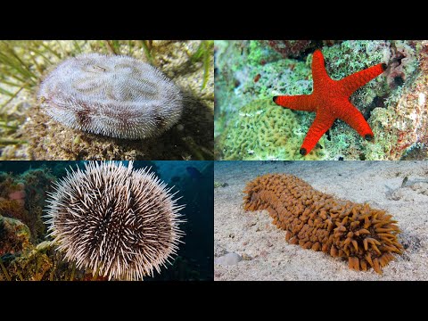 Echinoderms 101: Sea Stars, Sea Urchins, Sea Cucumbers and More