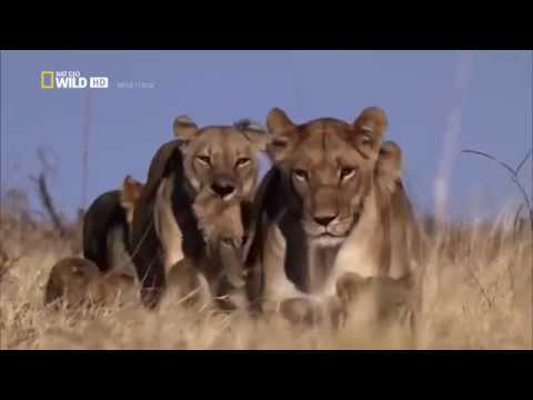 Afrikas cleverste Jäger - Raubkatzen auf Jagd [Nat Geo Wild Doku]