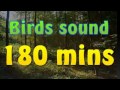 Sound Of Nature Birds Song No Music 180 Mins