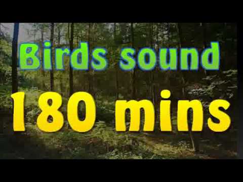 Birds song