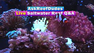 Ask ReefDudes Live - Saltwater Aquarium Reef Tank Live Q&A
