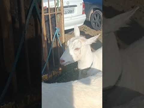 #venturosa #feira #cabras #caprinos #comercio #grupo #youtubeshorts #agreste #pernambuco #nordeste
