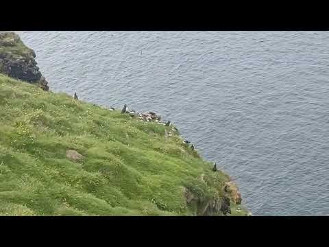 Puffin Flock Westman Is.