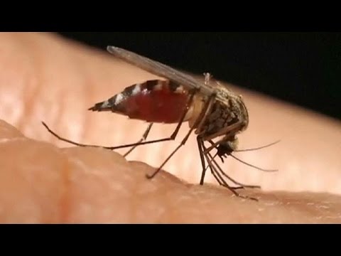 Wissenschaftlich bewiesen: Zusammenhang zwischen Zika-Virus und Mikrozephalie