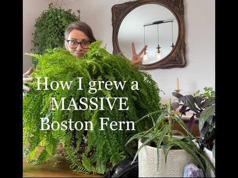 How I grew a MASSIVE Boston Fern!